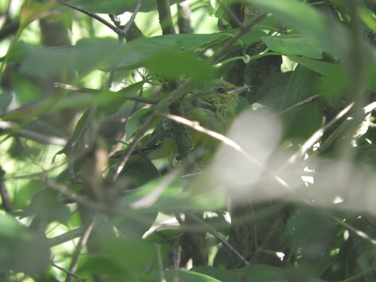 Blue-winged Warbler - John McKay