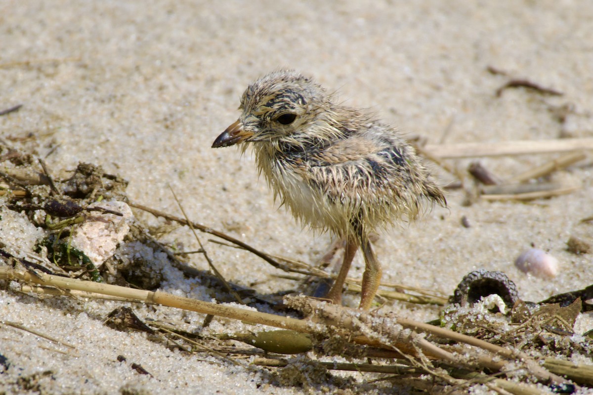 Piping Plover - ML620833427
