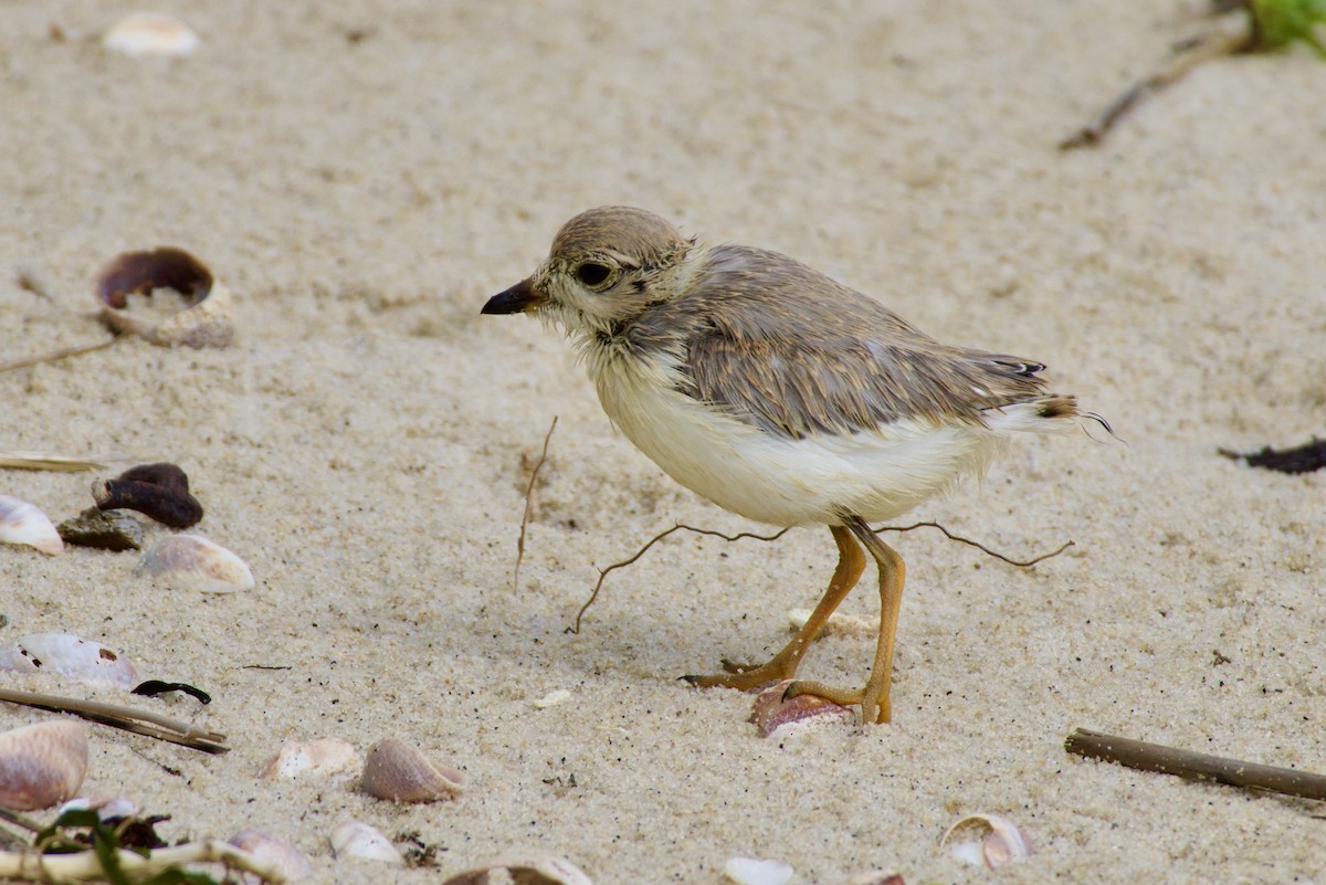 Piping Plover - ML620833428