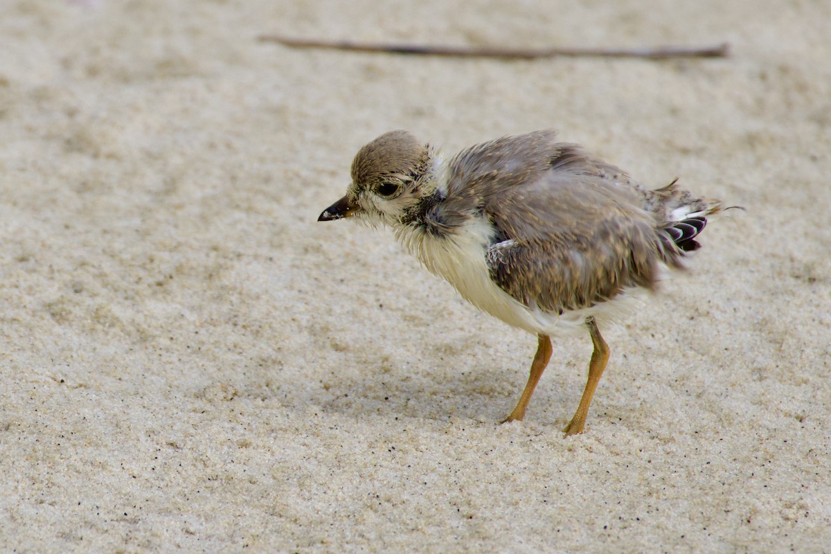 Piping Plover - ML620833430