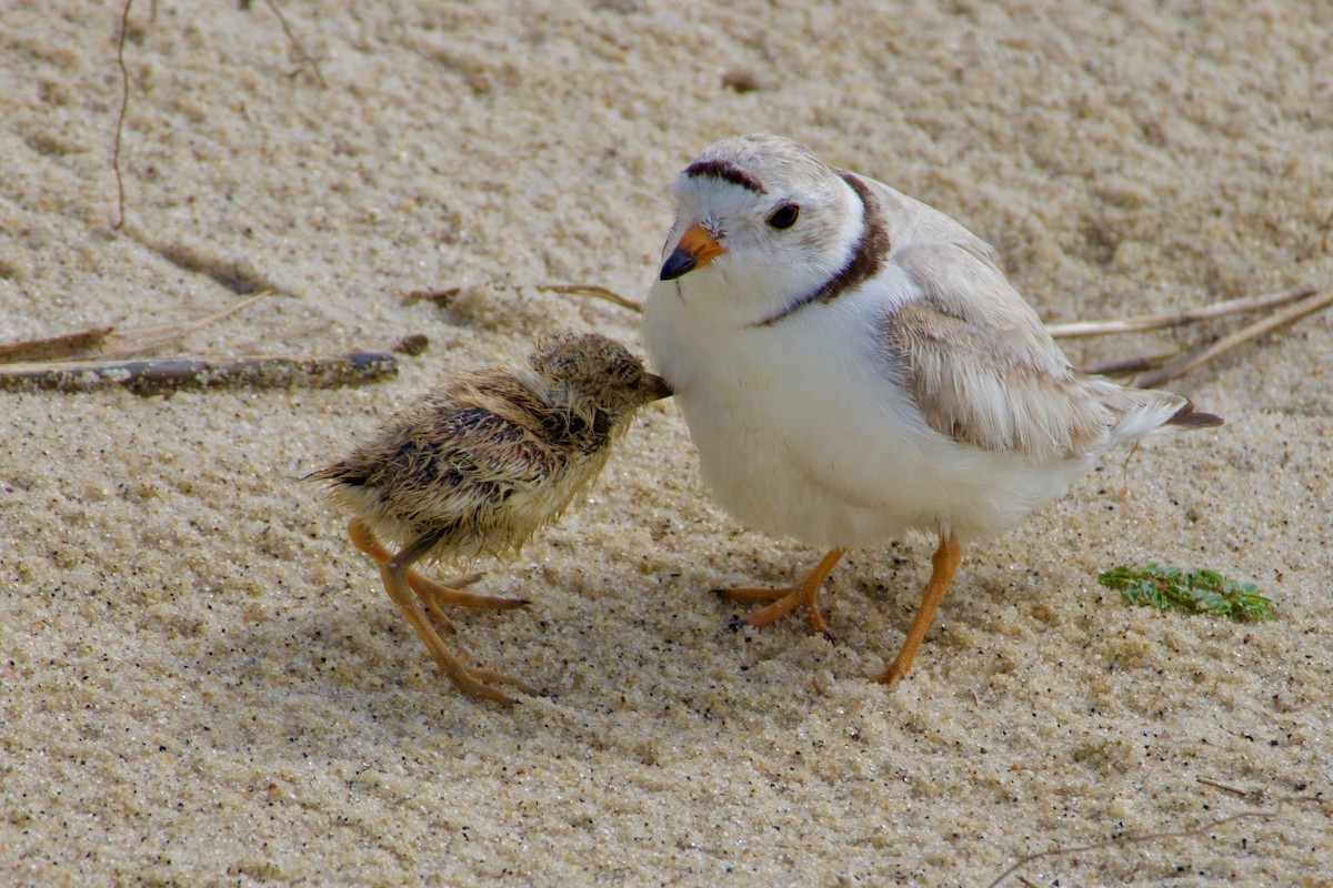 Piping Plover - ML620833431