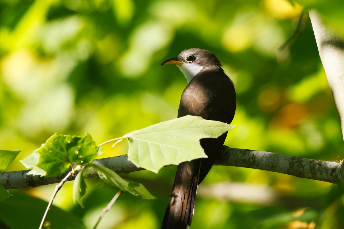 Yellow-billed Cuckoo - David Mayle