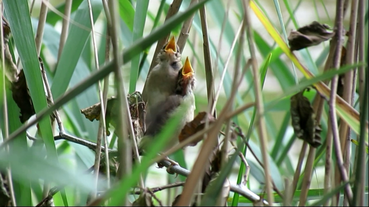 Common Reed Warbler - ML620833441