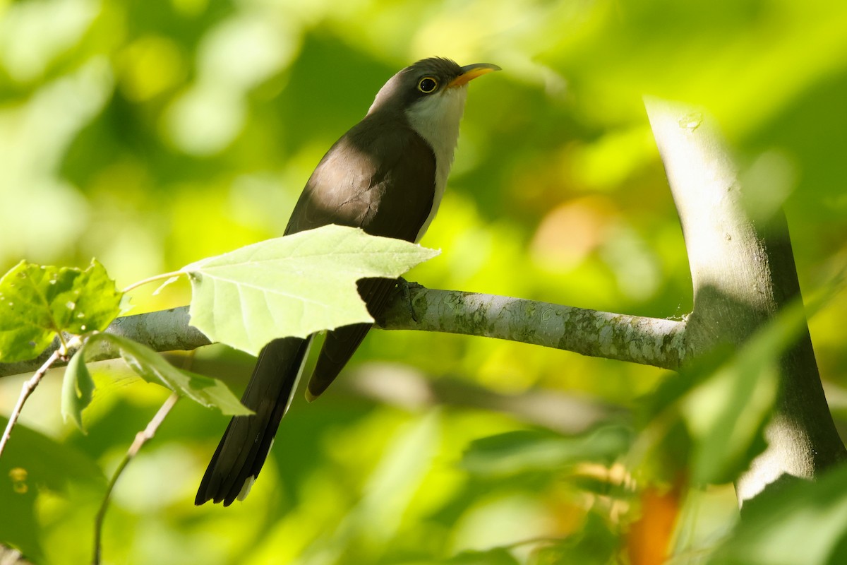 Yellow-billed Cuckoo - ML620833442