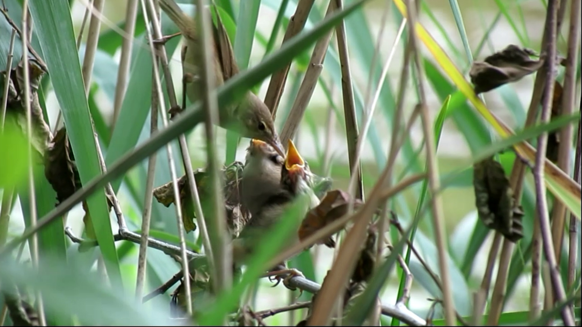 Common Reed Warbler - ML620833443