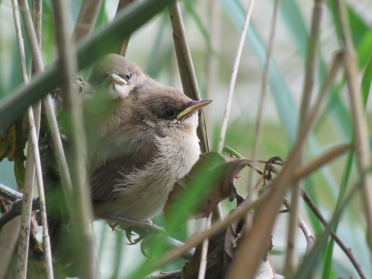 Common Reed Warbler - ML620833444