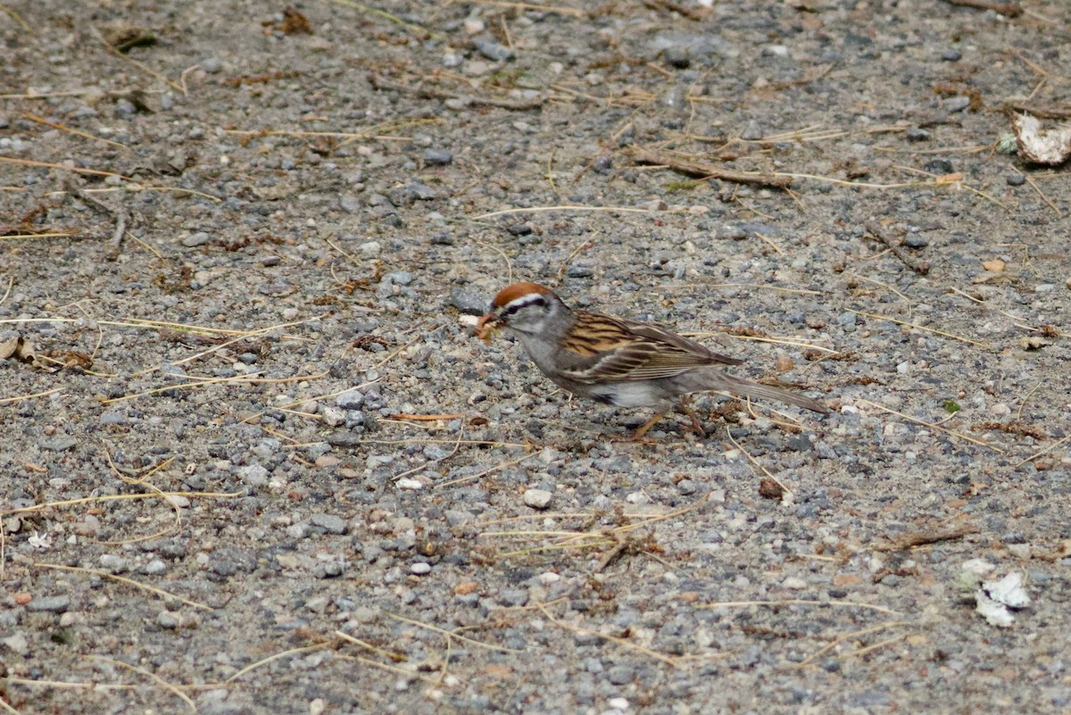 Chipping Sparrow - ML620833446