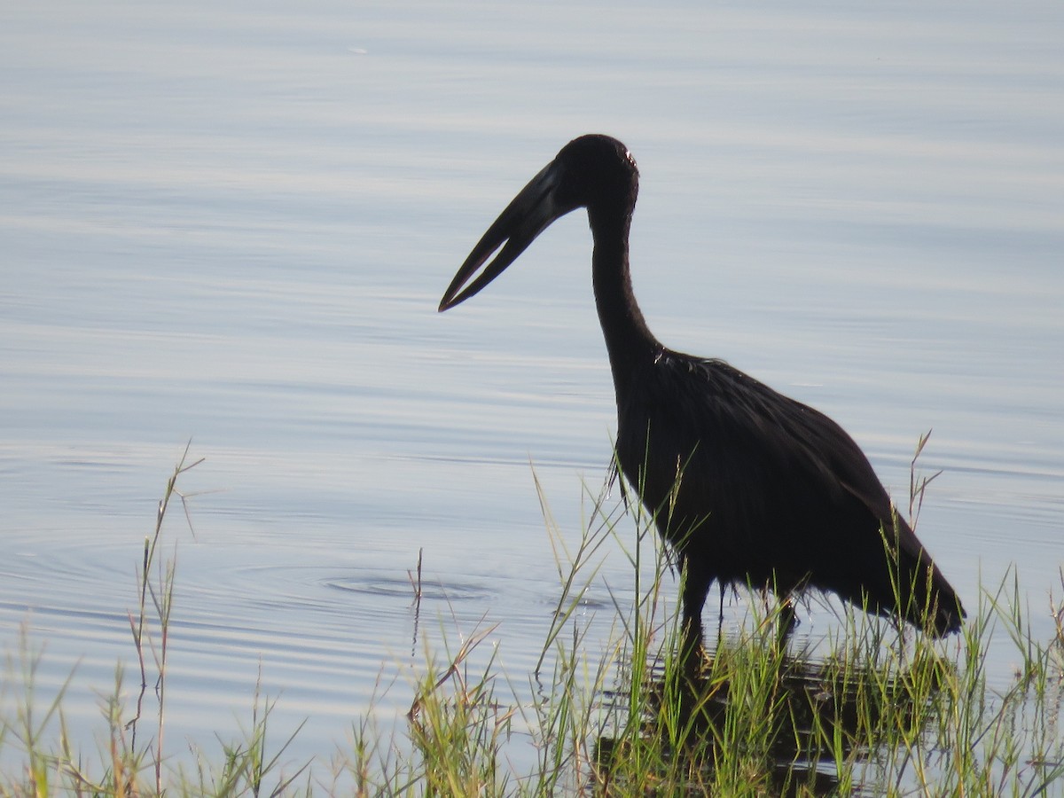 African Openbill - ML620833447