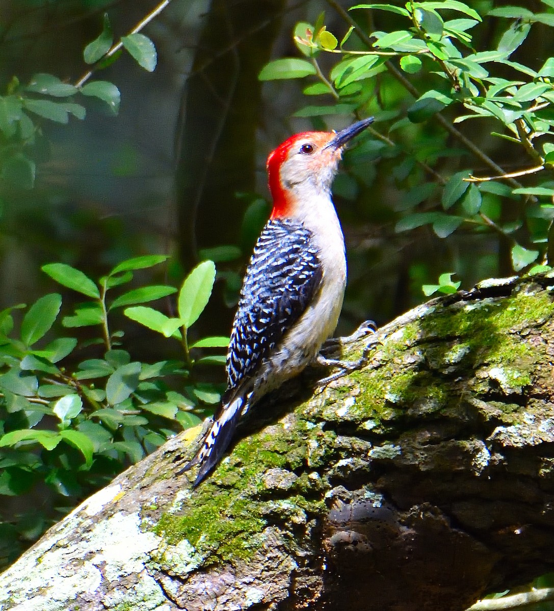 Red-bellied Woodpecker - ML620833448