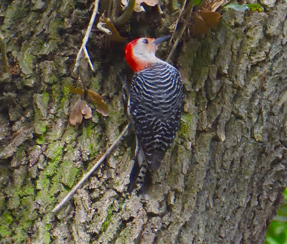 Red-bellied Woodpecker - ML620833449