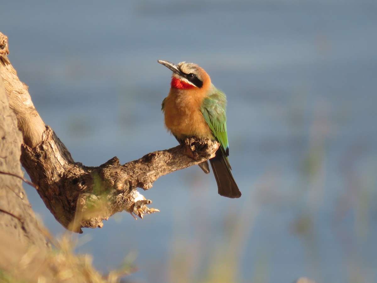 White-fronted Bee-eater - ML620833450