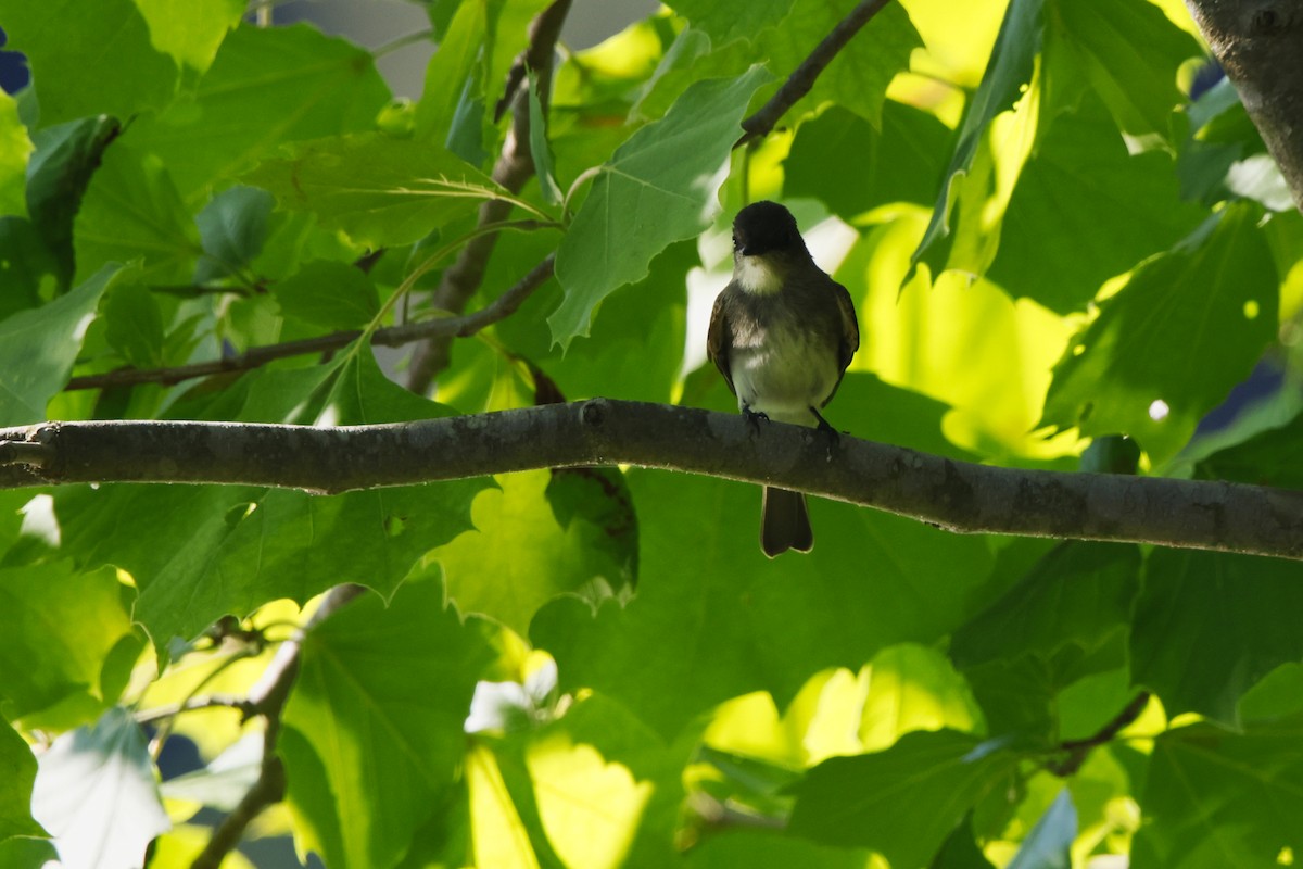 Eastern Phoebe - ML620833451