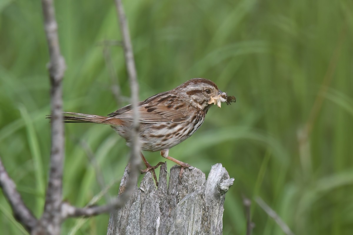 Song Sparrow - ML620833452