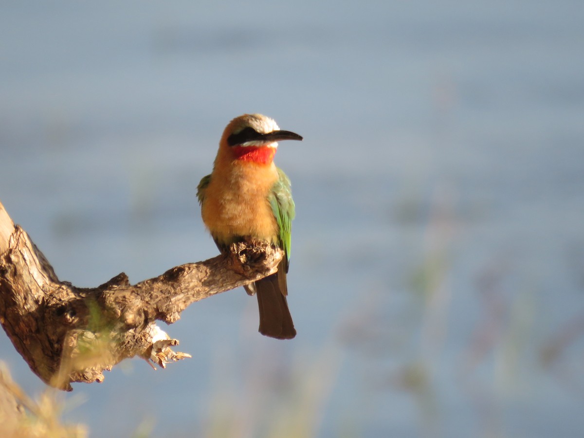 White-fronted Bee-eater - ML620833453
