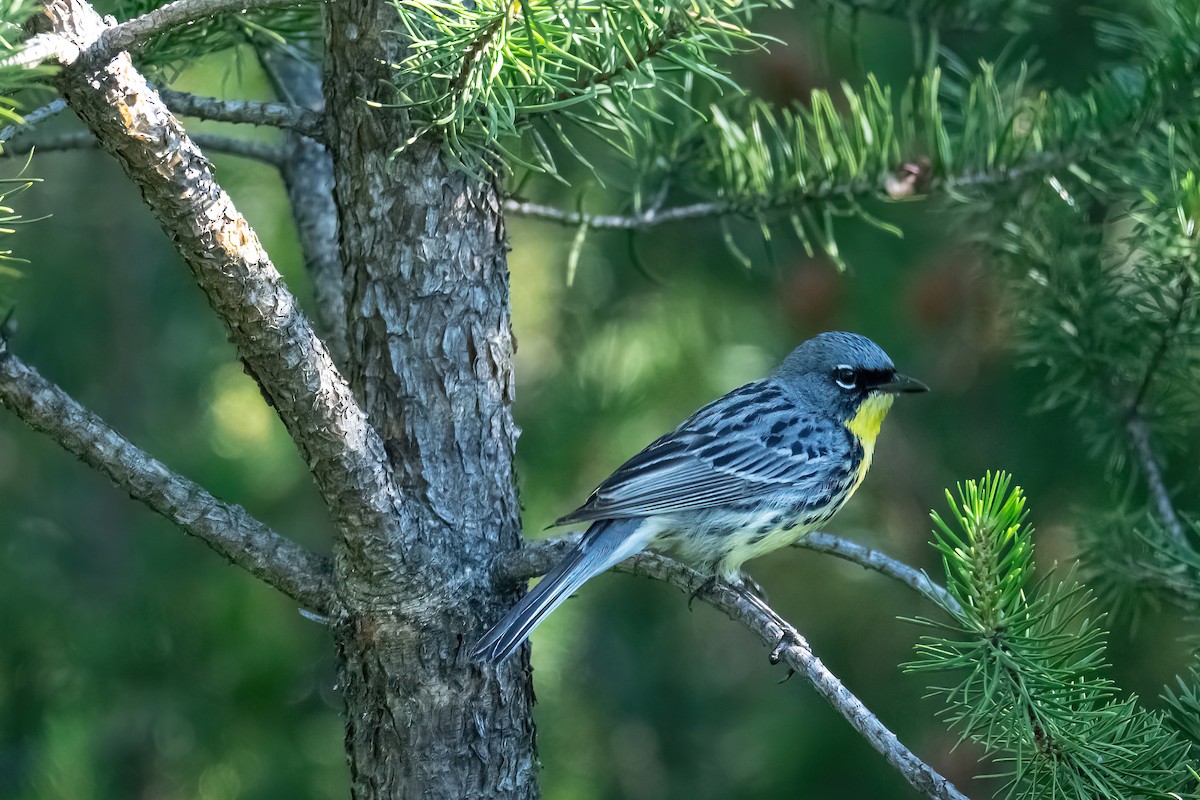 Kirtland's Warbler - ML620833454