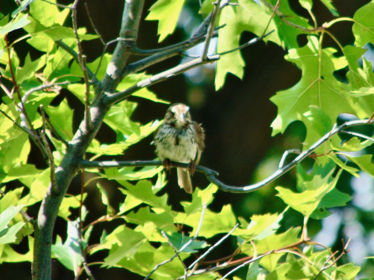 Song Sparrow - ML620833456