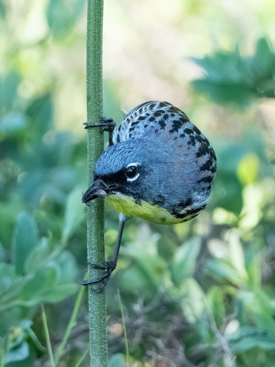 Kirtland's Warbler - ML620833458