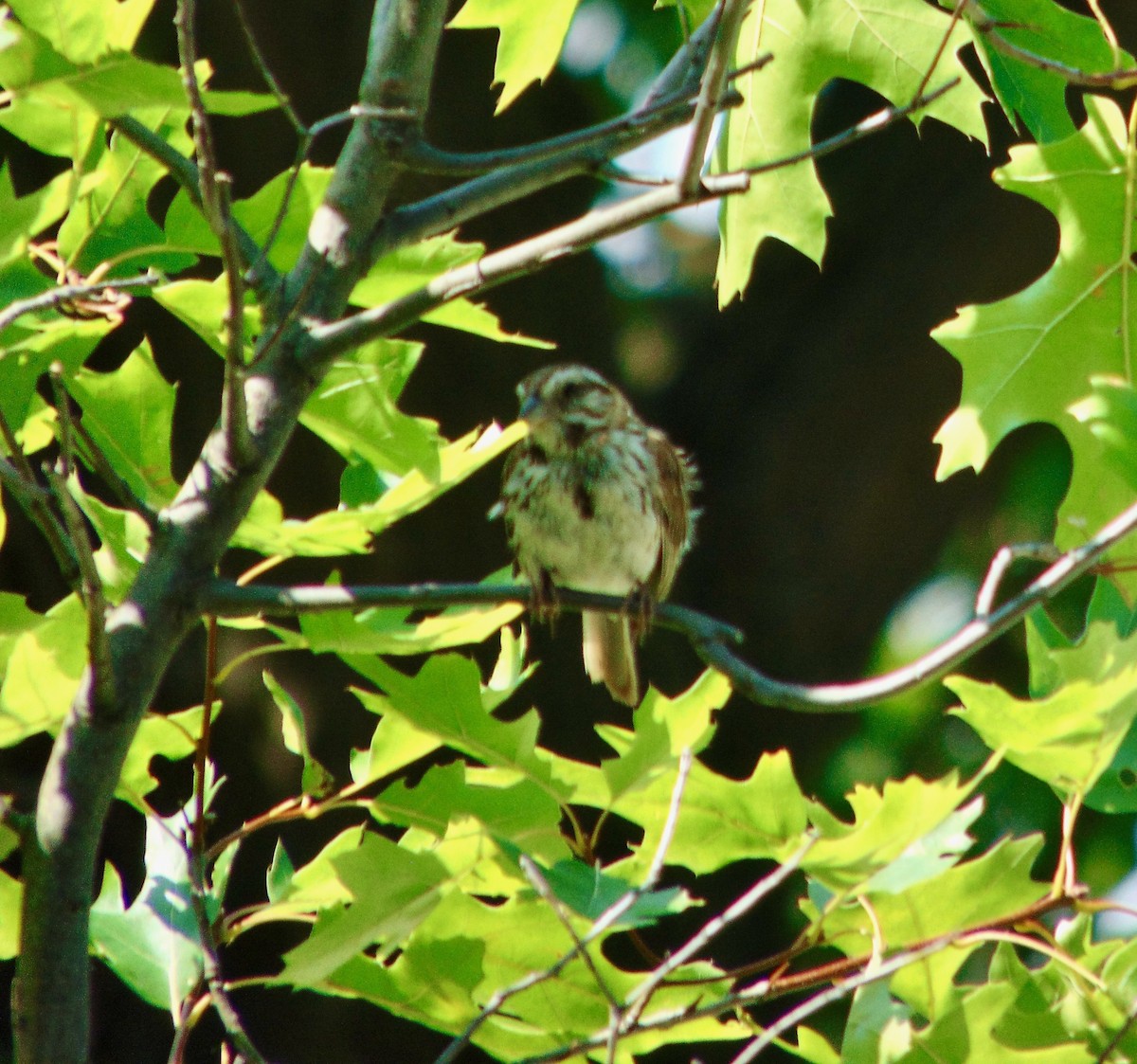 Song Sparrow - ML620833460