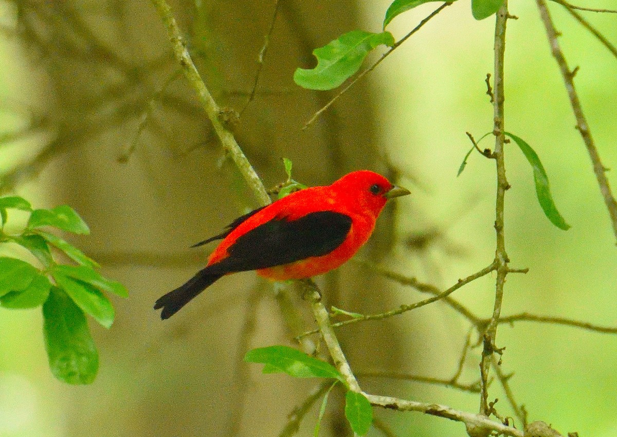 Scarlet Tanager - ML620833465