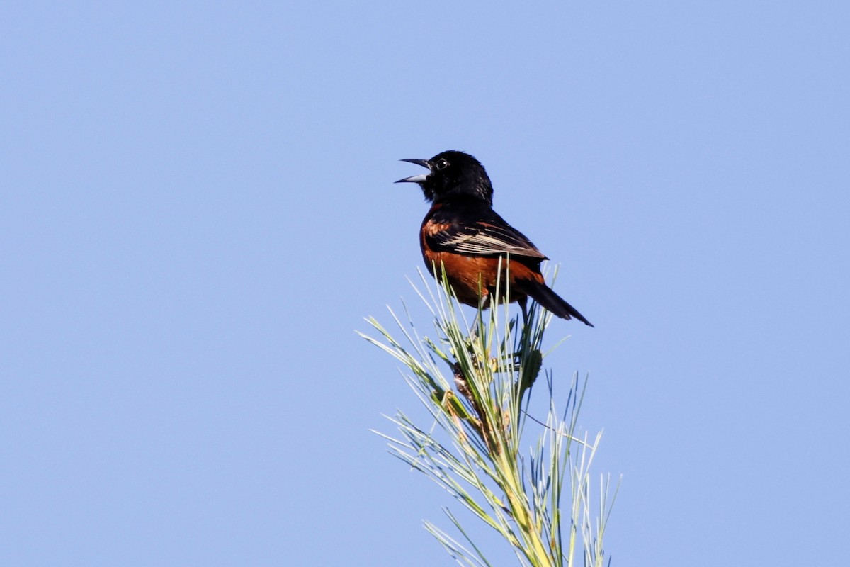 Orchard Oriole - ML620833480