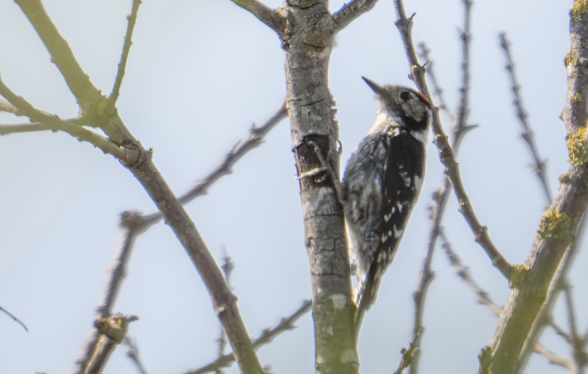 Lesser Spotted Woodpecker - ML620833483