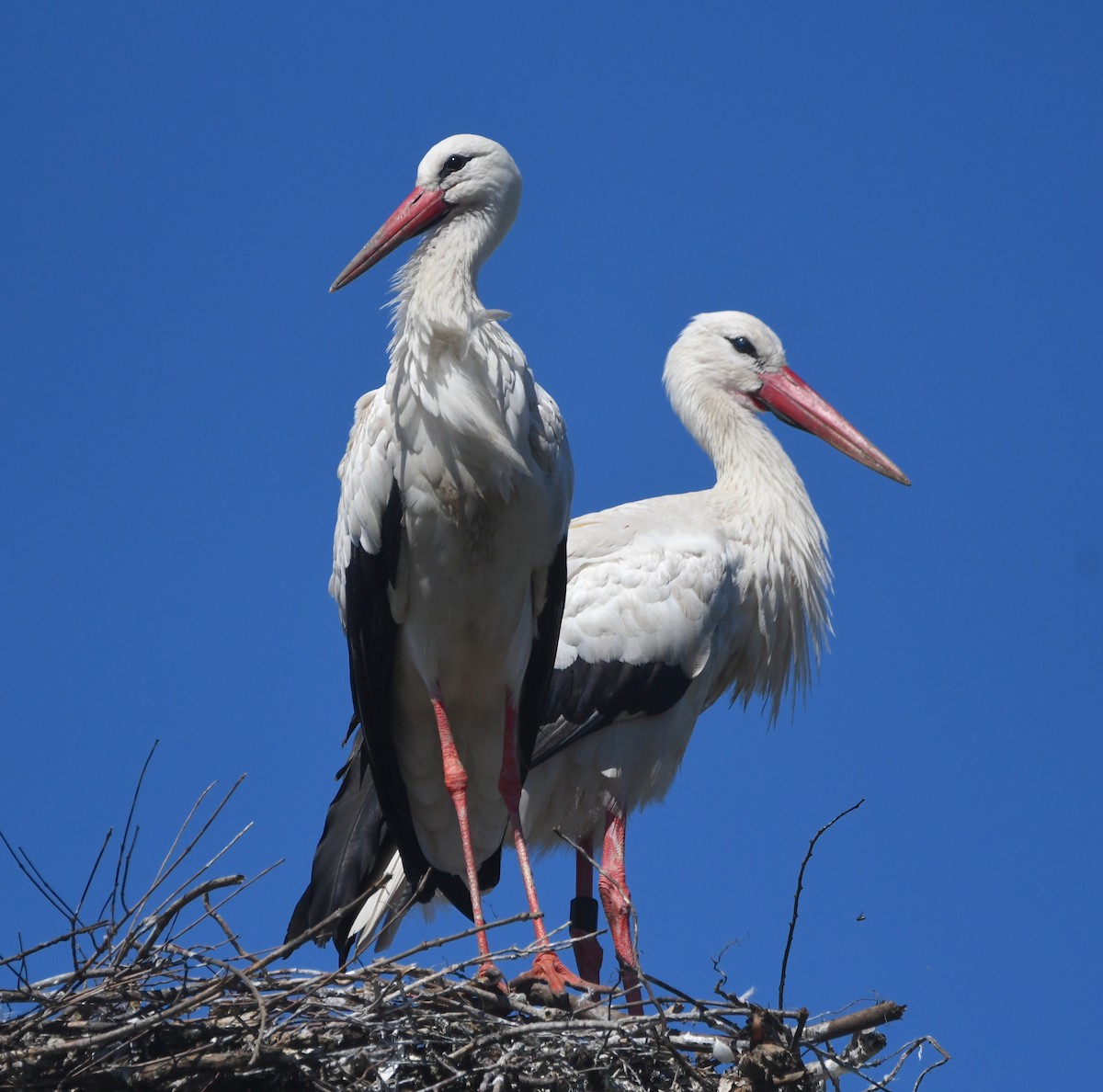 White Stork - ML620833489