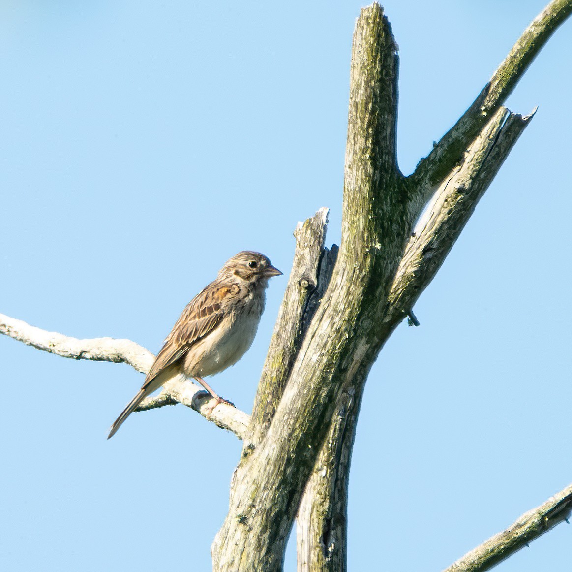 Vesper Sparrow - ML620833492