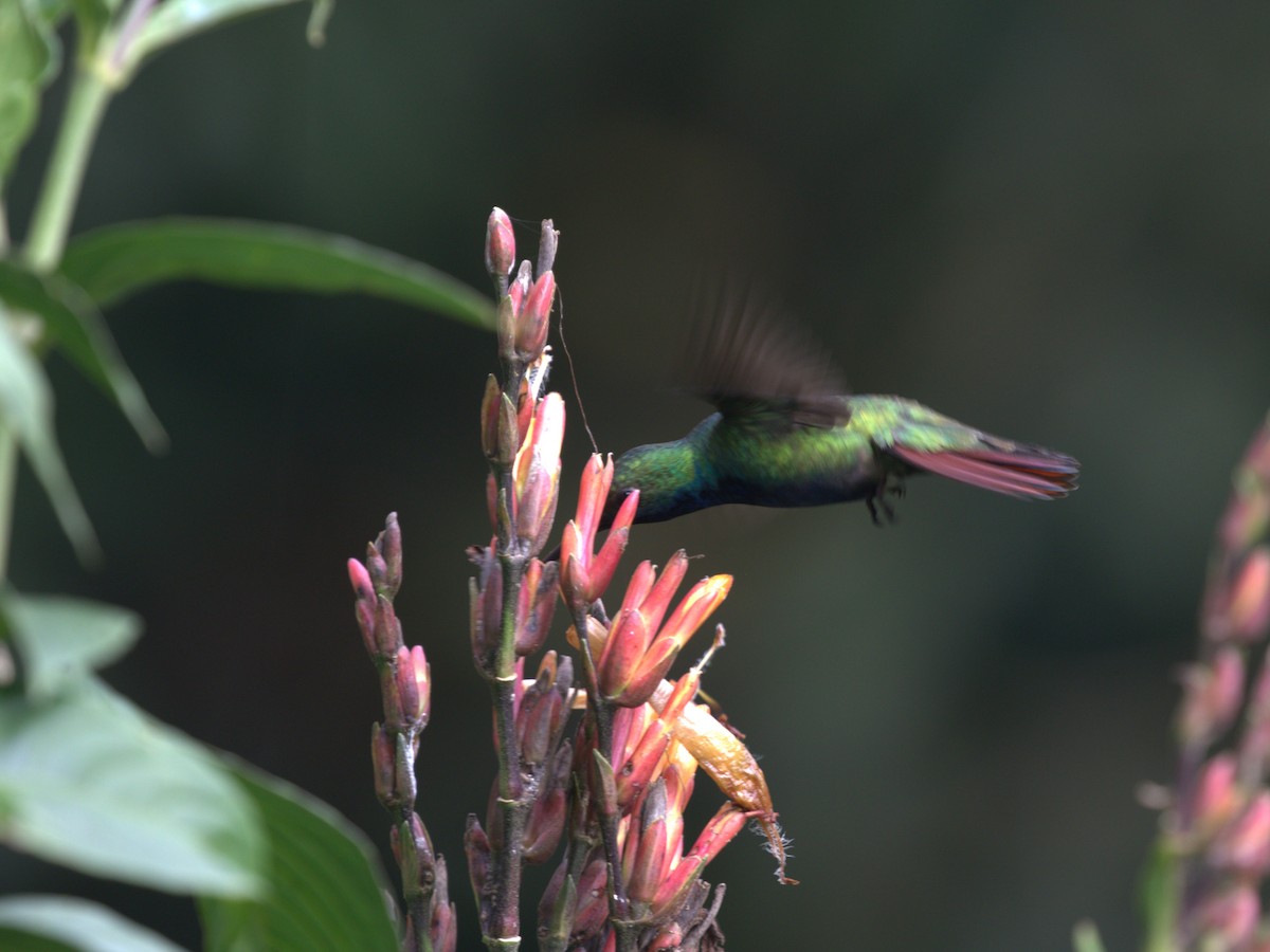 Black-throated Mango (Black-throated) - ML620833493