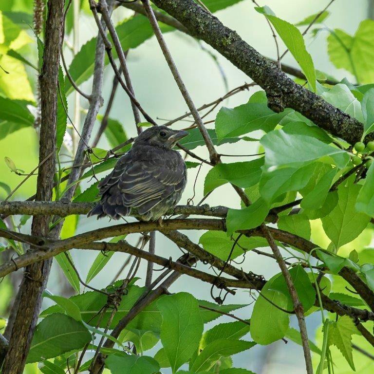 Brown-headed Cowbird - ML620833494