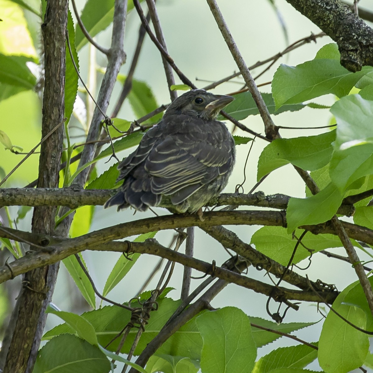 Brown-headed Cowbird - ML620833495