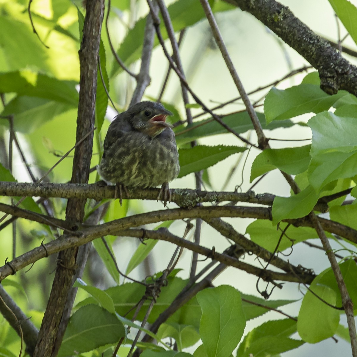 Brown-headed Cowbird - ML620833496