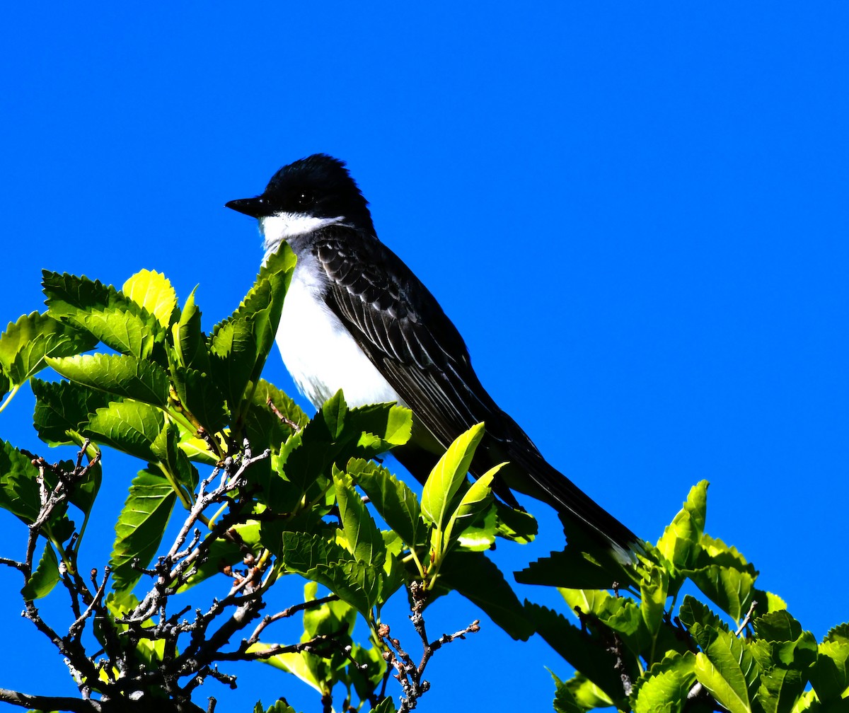 Eastern Kingbird - ML620833499