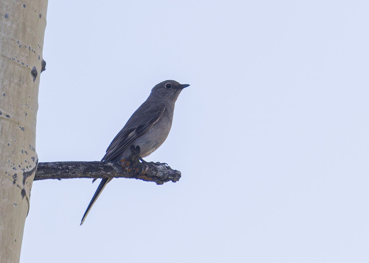 Townsend's Solitaire - ML620833501