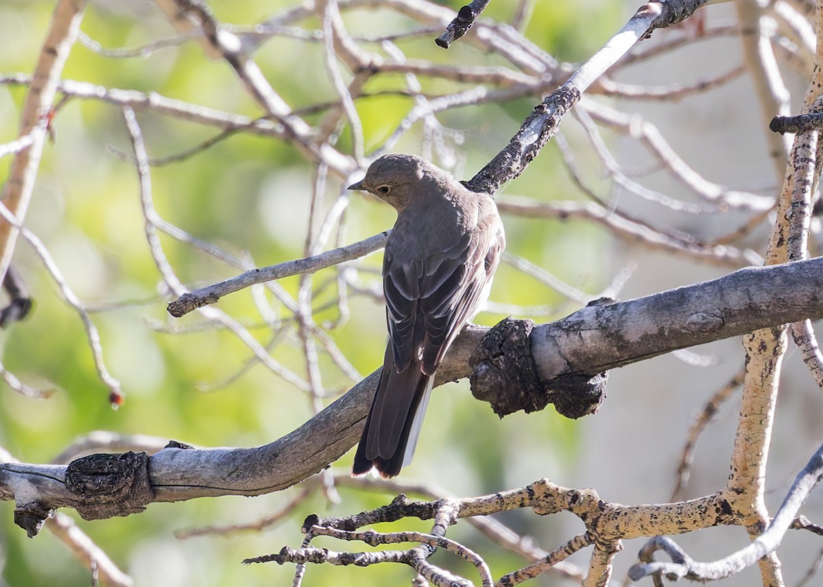 Townsend's Solitaire - ML620833502