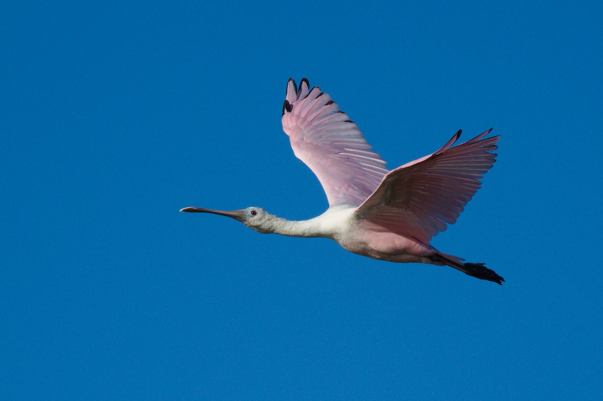 Roseate Spoonbill - ML620833505