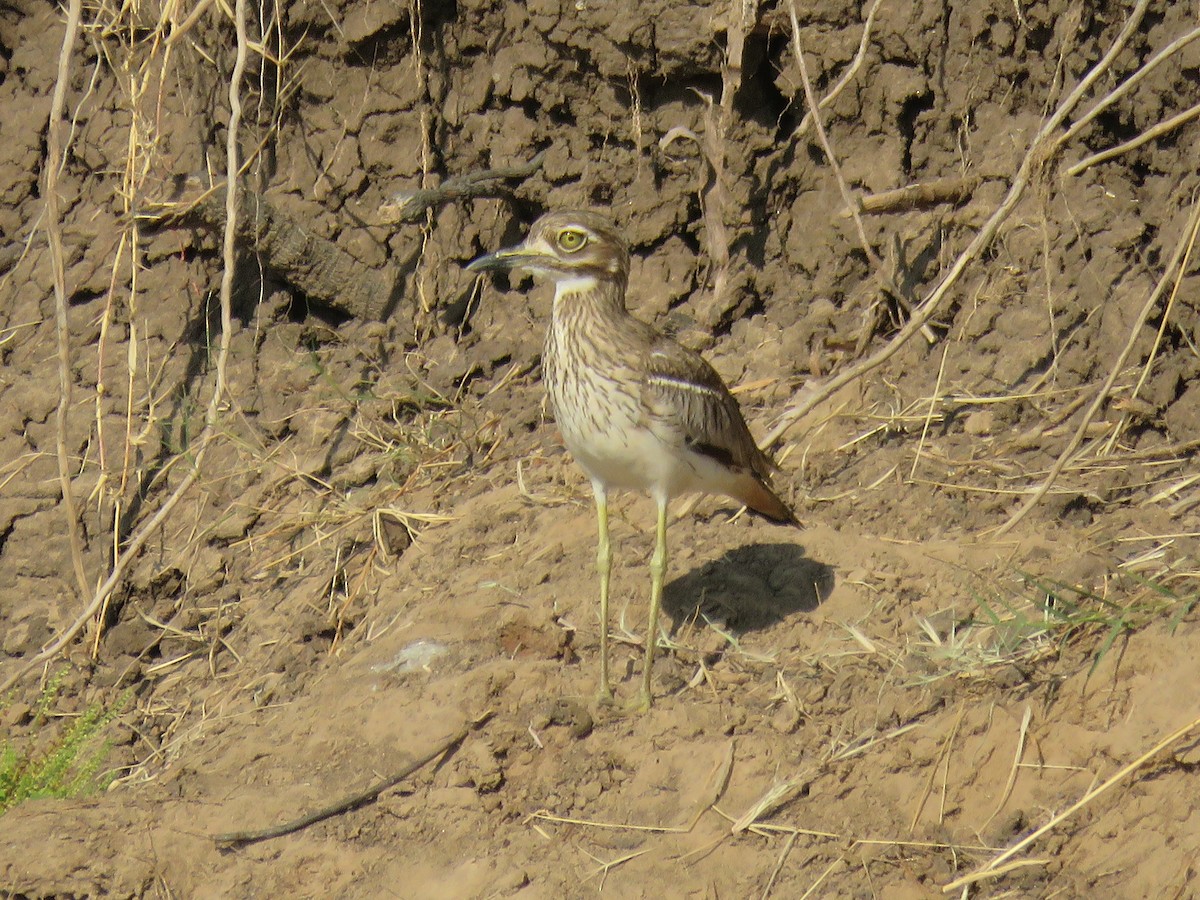 Water Thick-knee - ML620833507