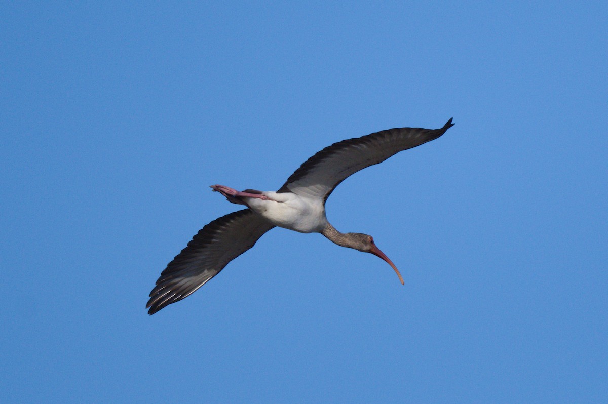 ibis bílý - ML620833509