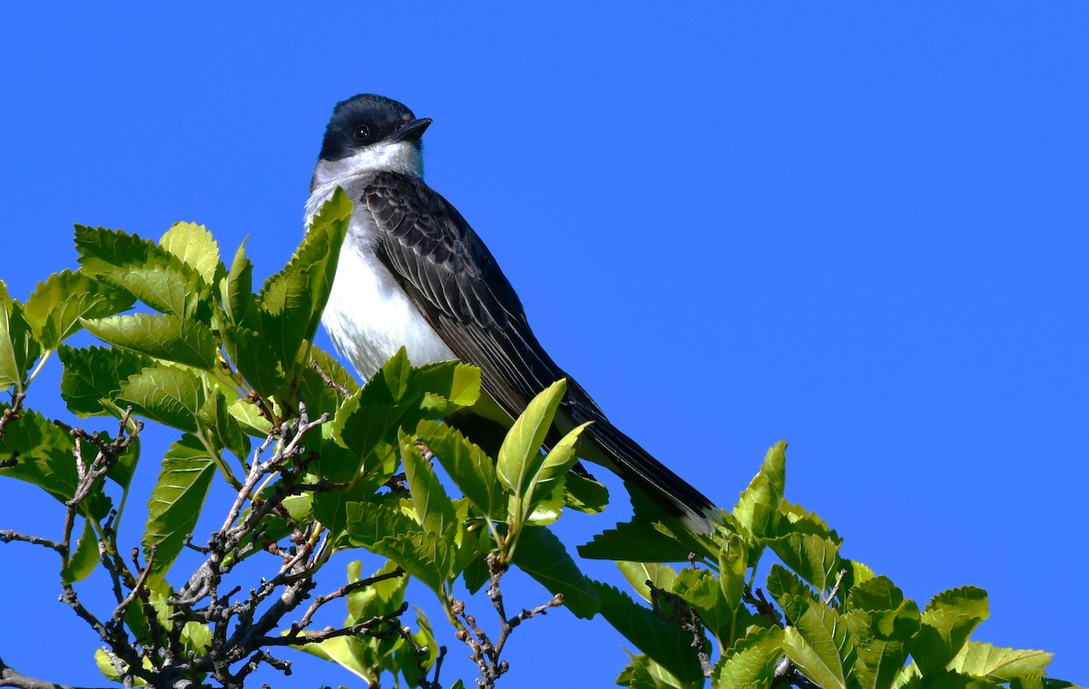 Eastern Kingbird - ML620833510