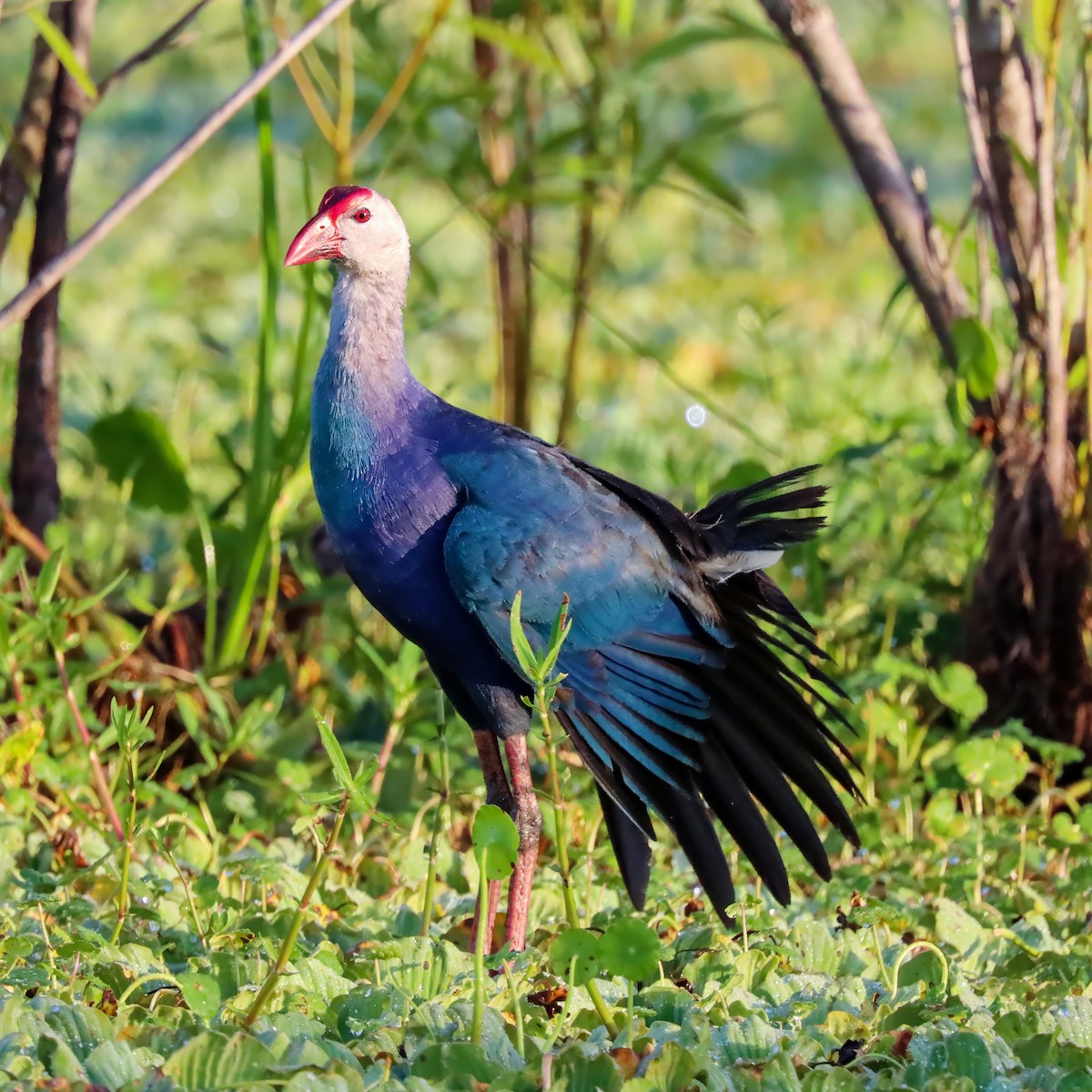 Gray-headed Swamphen - ML620833511