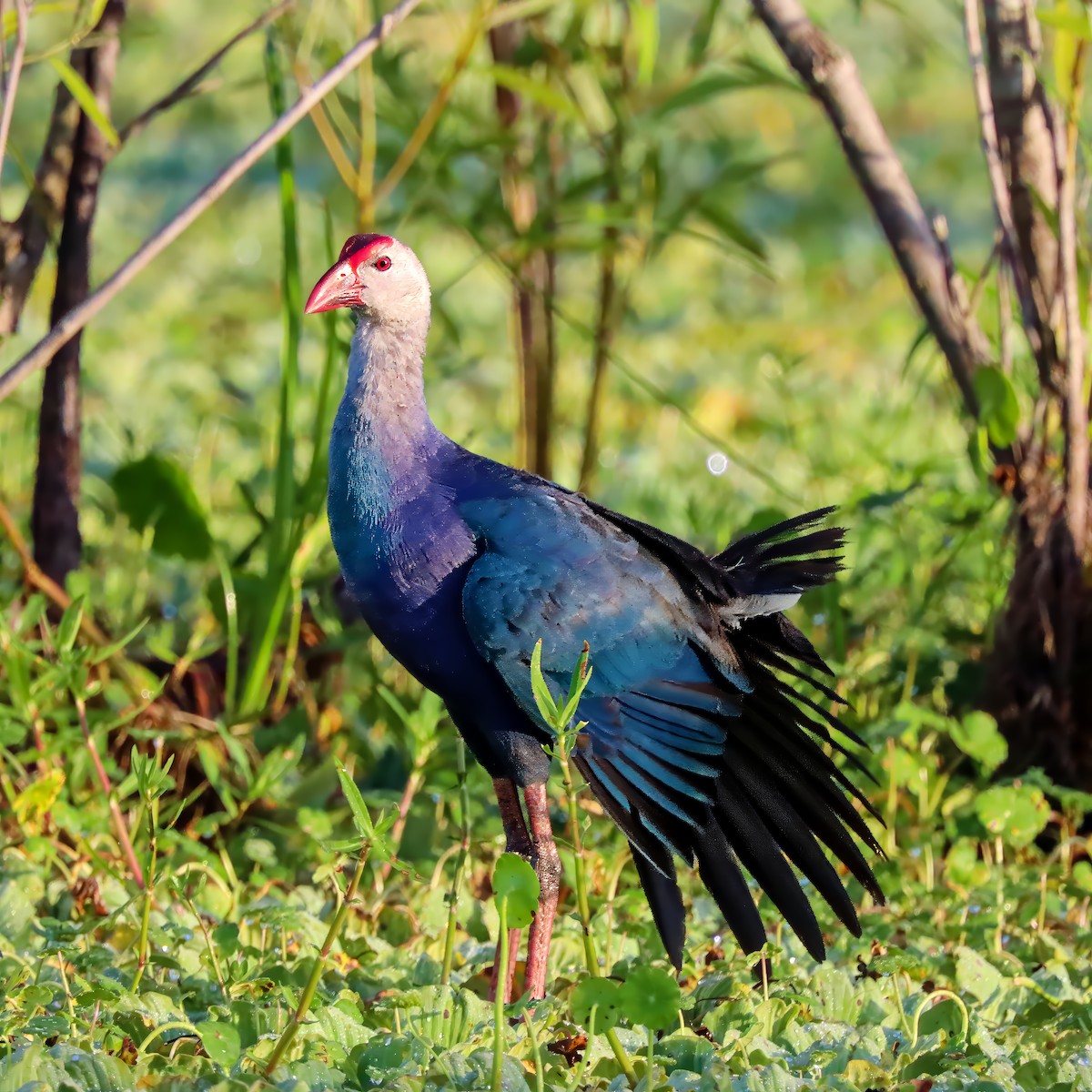 Gray-headed Swamphen - ML620833513