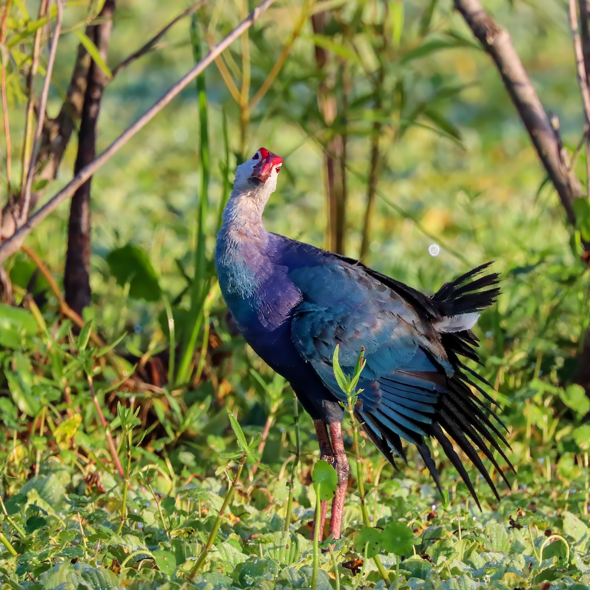 Gray-headed Swamphen - ML620833514