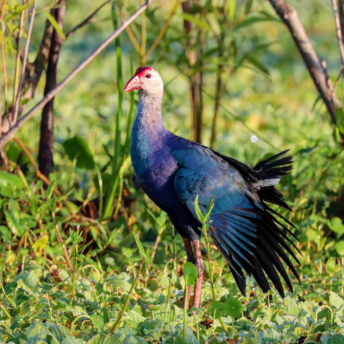 Gray-headed Swamphen - ML620833516