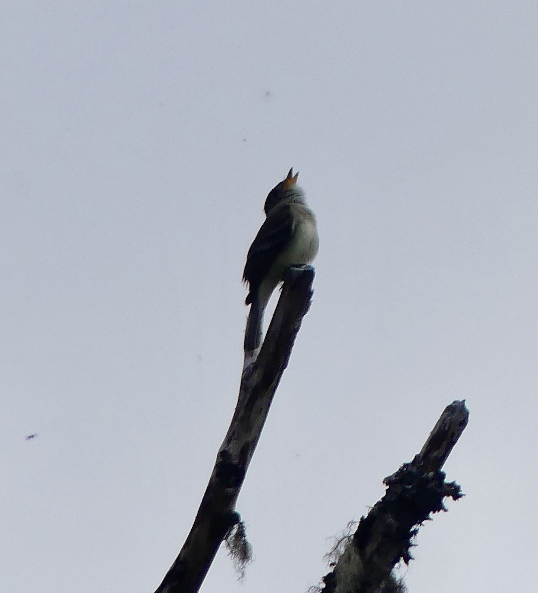 Alder Flycatcher - ML620833525