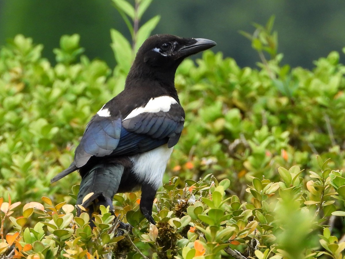 Eurasian Magpie - ML620833526