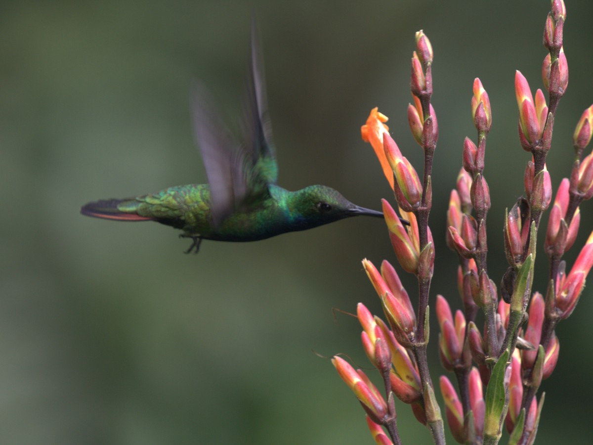 Black-throated Mango (Black-throated) - Menachem Goldstein