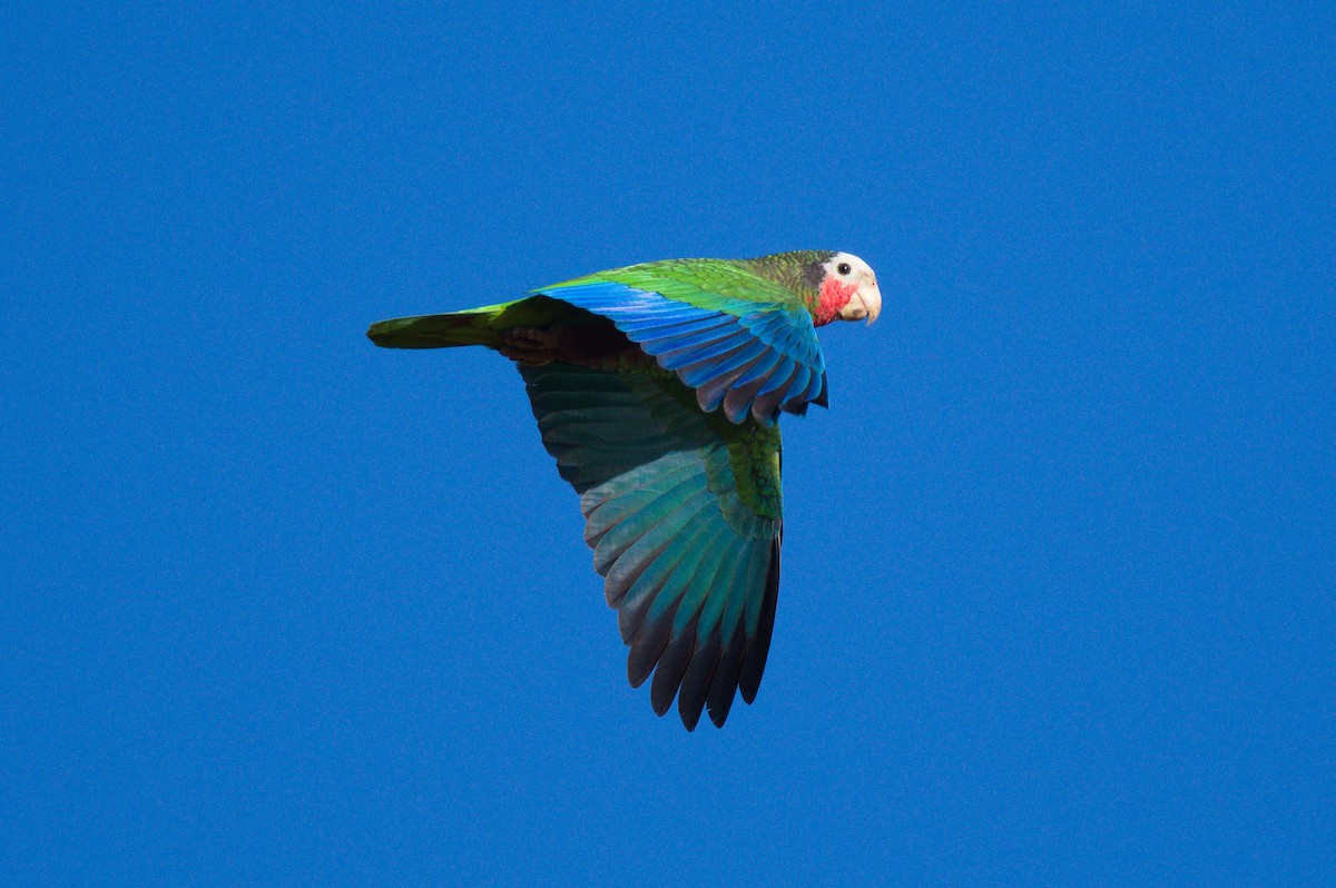 Cuban Parrot (Cuban) - ML620833540