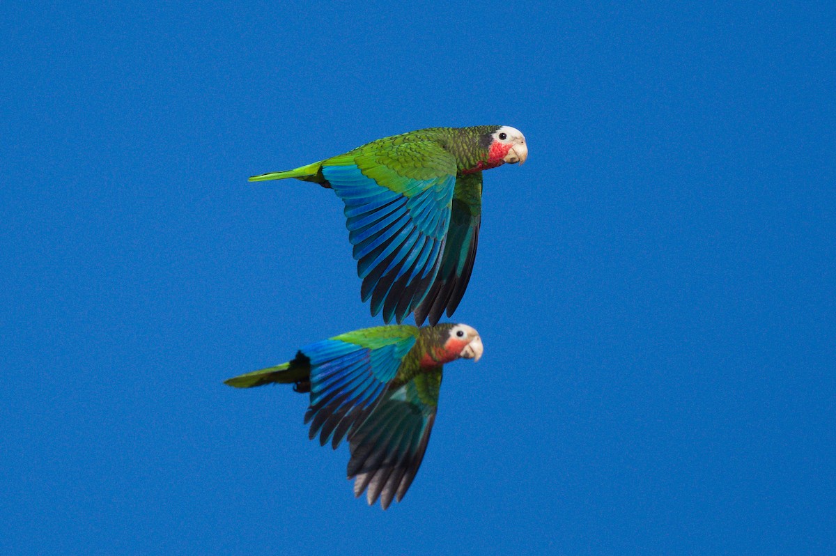 Cuban Parrot (Cuban) - ML620833542