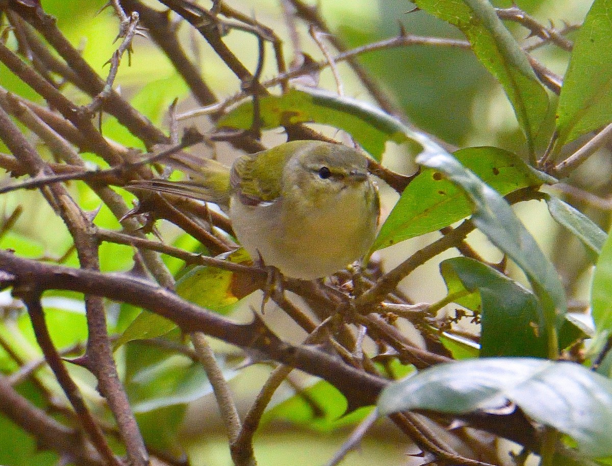 Swainson's Warbler - ML620833543