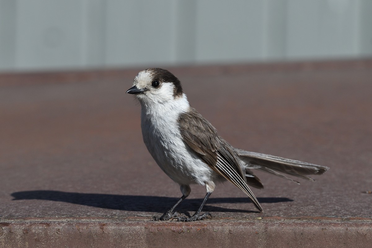 Canada Jay (Pacific) - terence zahner