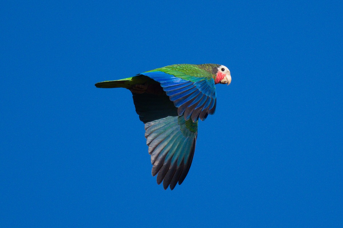 Cuban Parrot (Cuban) - ML620833551